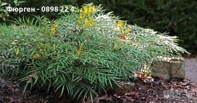 Махония (Mahonia soft caress) Цена 26лв, снимка 2 - Разсади - 45689741