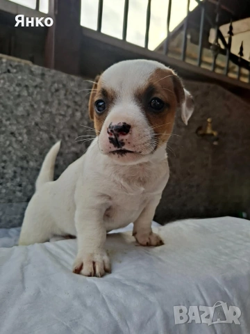 Джак-Ръсел териер