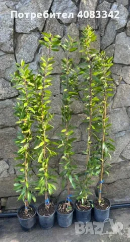 Калистемон червен, снимка 5 - Градински цветя и растения - 49787544