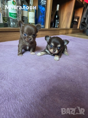 Продавам чихоа, снимка 4 - Чихуахуа - 53705975