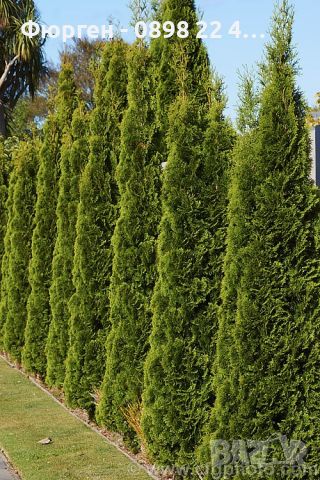 Западна туя Смарагд (Thuja occidentalis Smaragd), снимка 2 - Разсади - 37658165