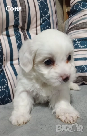 Мини малтийски болонки , снимка 3 - Болонка - 52529237