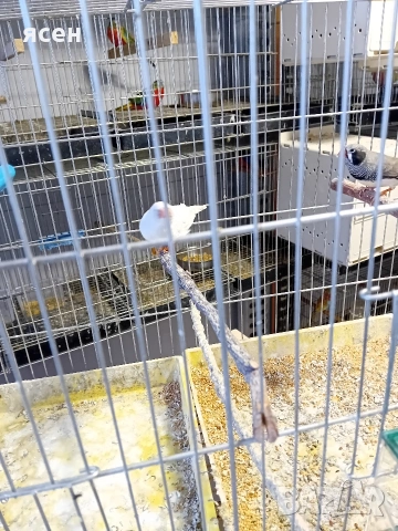 Продавам чифт зеброви амадини , снимка 4 - Амадини - 53871623