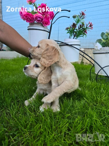 чистокръвни Кокер Шпаньоли, снимка 5 - Кокер шпаньол - 53969955