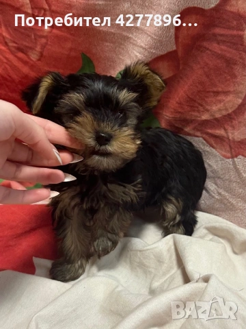  Йоркширски териерчета , снимка 5 - Йоркширски териер - 54136926