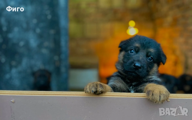 Немски Овчарки, снимка 3 - Немска овчарка - 52510625