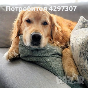 Разходки на кучета и посещения по домовете в София и близките области, снимка 3 - Други услуги - 53562736