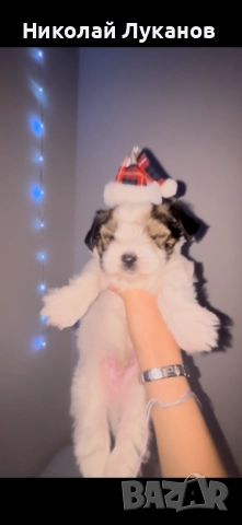 Йоркширски териер - Бивер - С родословие, снимка 4 - Йоркширски териер - 52942427