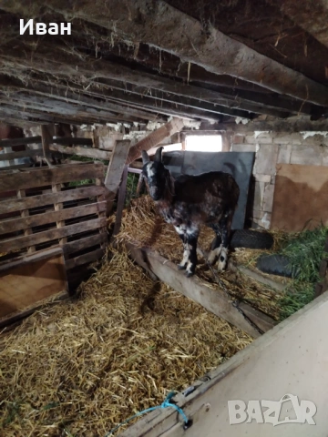 Мъжко яре, снимка 2 - Кози - 54242158