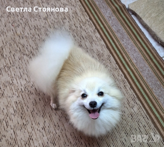 Померан померан