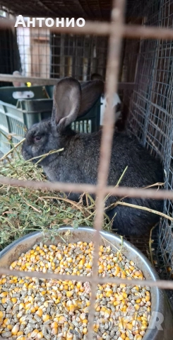 зайци , снимка 2 - Други - 52920629