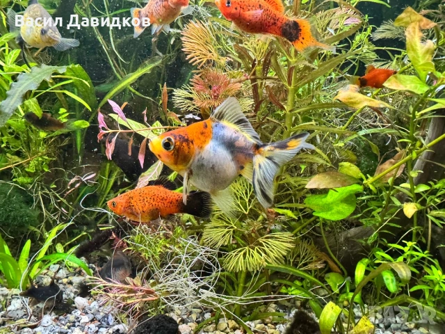 Златни риби принцеси Комети имам различни размери , снимка 13 - Рибки - 45372844