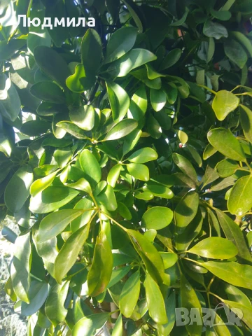 Растение,Шефлера,дърво,зелено,богато за декорация, снимка 6 - Стайни растения - 51305405