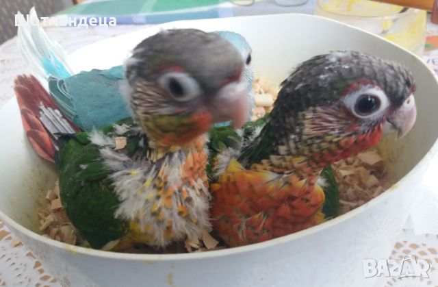 Папагал пирура хипоксантия-бебета, снимка 5 - Папагали - 45754072