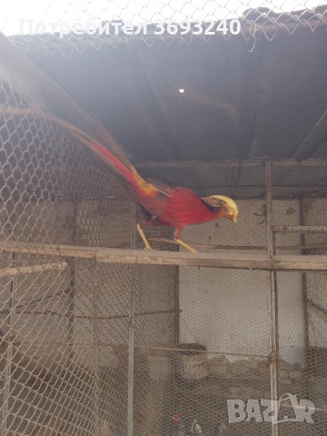 Продавам фазани ., снимка 9 - други­ - 53767080