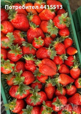 Разсад Ягоди, снимка 3 - Разсади - 54052186