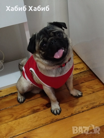 мопс , снимка 1