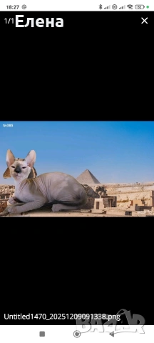 синеока женска Донски сфинкс с родословие, снимка 4 - Сфинксове - 52281360