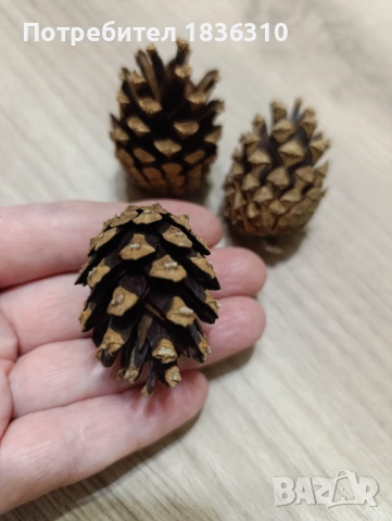 Малки шишарки, снимка 2 - Други - 52135320