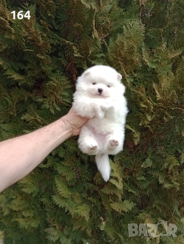 Мъжки бял Померан.  Реални снимки от 28.02.26 г.  
