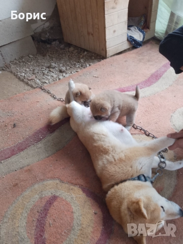 2 бр. Шиба Ину с родословие, снимка 4 - Шиба ину - 52678037