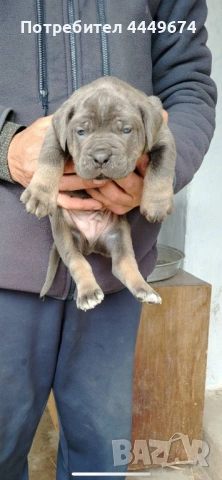 Кане корсо (ферментино), снимка 8 - Кане корсо - 53929196