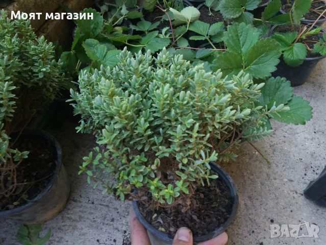 Хабе - Habe Pungifolia, снимка 6 - Градински цветя и растения - 53650606