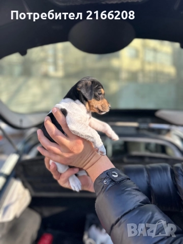 Джак ръсел териер, снимка 4 - Джак ръсел териер - 52748845