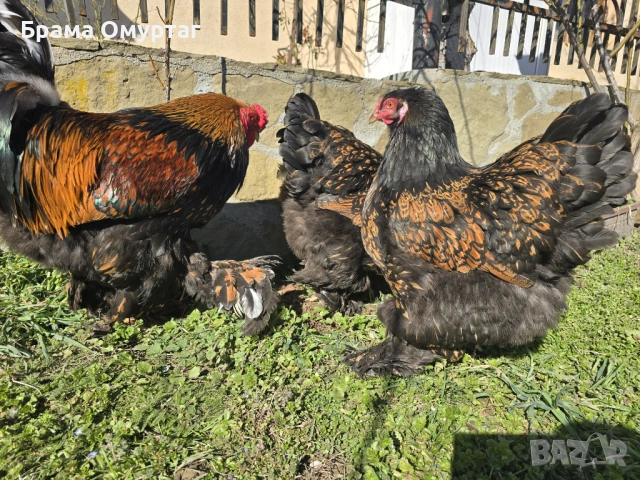 Продавам разплодни яйца от Златно кантирана Брама/Gold Laced Brahma, снимка 6 - Кокошки и пуйки - 50242172