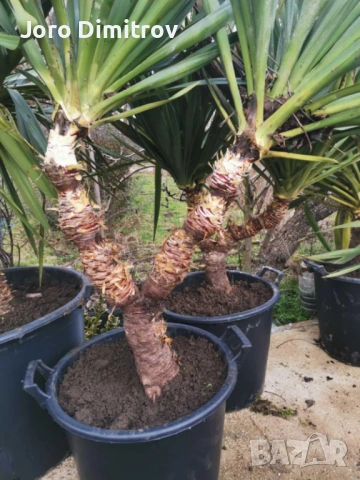 Палма юка външна студоустойчива, снимка 10 - Градински цветя и растения - 53031740