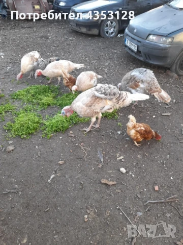 Пуики и Токачки, снимка 2 - други­ - 51282132