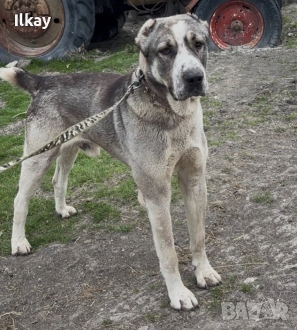 Продавам Мъжки Вълкодав, снимка 4 - Кавказка овчарка - 53758221