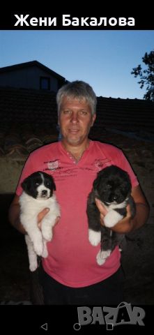Продавам чистокръвни български овчарски кученца , снимка 1 - Каракачанска овчарка - 46036376