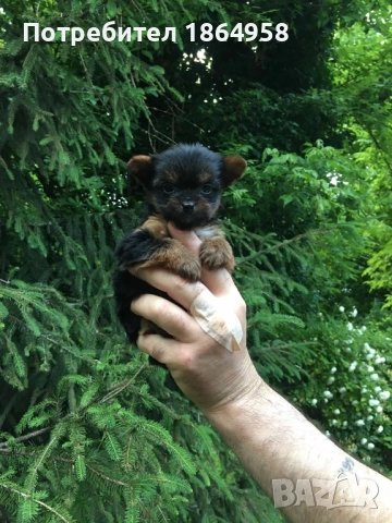СУПЕР МИНИ ЙОРКИ Доставка, снимка 5 - Йоркширски териер - 52519399