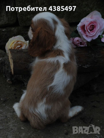 Кавалер Кинг Чарлз Шпаньол мъжко , снимка 5 - Кавалер кинг чарлз шпаньол - 53288486
