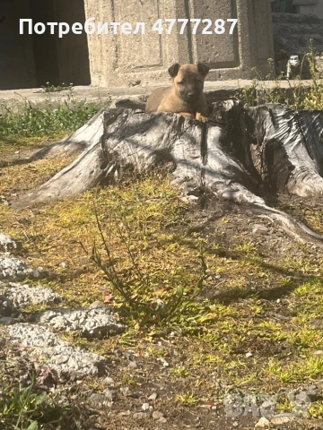 Малинуа микс, само женски , снимка 3 - Белгийска овчарка - 54108154