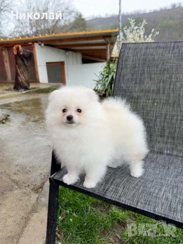 Померан момче с всички ваксини. Померанче, снимка 3 - Померан - 54090691