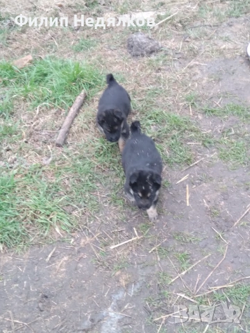 Малки женски овчарки 