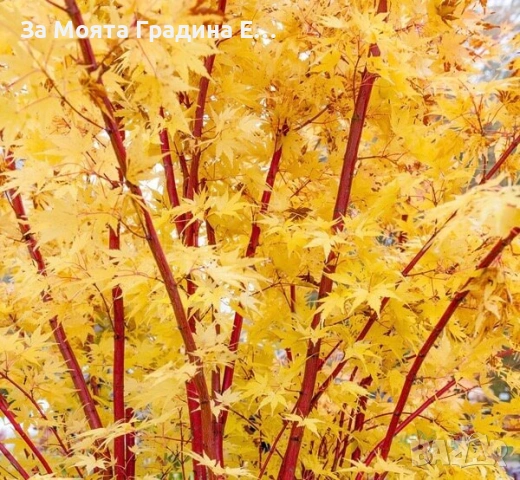 Ацер-Санго Каку, снимка 5 - Градински цветя и растения - 53744016