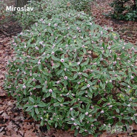 Дафне Ауреомаргината, снимка 5 - Градински цветя и растения - 51224521