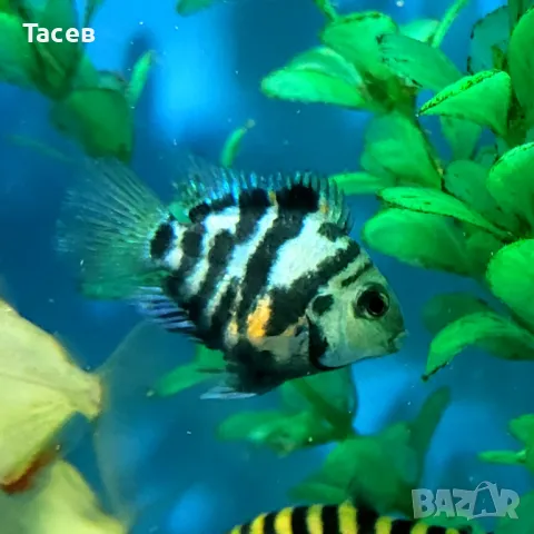 Син зебров папагал 2-3см