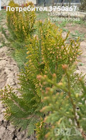 Източна туя „Златиста“ (Thuja orientalis Aurea Pyramidalis), снимка 6 - Градински цветя и растения - 45301987