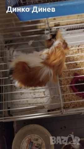 морски свинчета , снимка 5 - Морски свинчета - 49438424