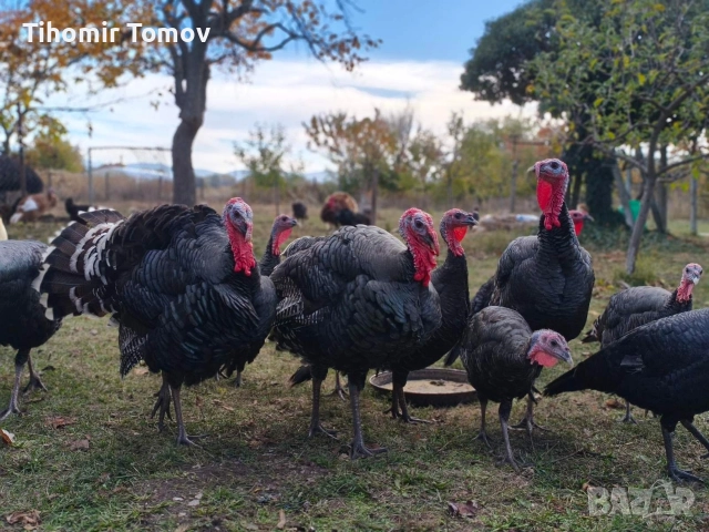 продавам млади домашно гледани пуйки пуяци петли кокошки , снимка 7 - Кокошки и пуйки - 52589751