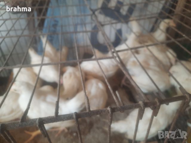 Налични пилета от породата Бял Легхорн, снимка 5 - Кокошки и пуйки - 46431911
