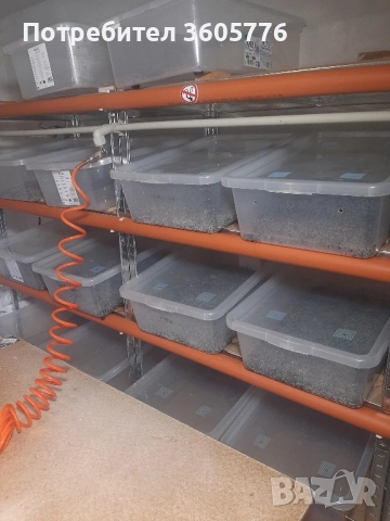 Кълнове и микрорастения