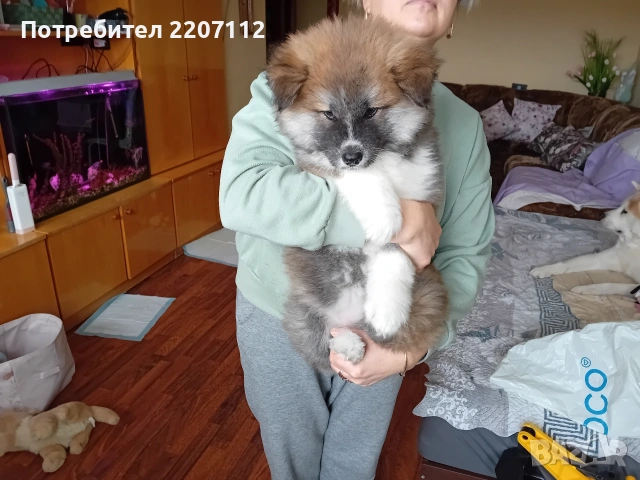 Женско акита-ину., снимка 3 - Акита ину - 53415124