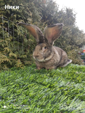 Промо Белгийски Великан--мъжки