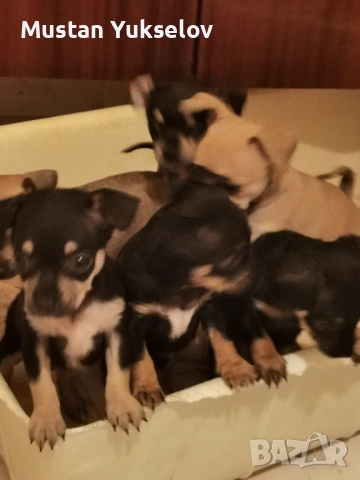 Pincer пинчерчета, снимка 6 - Пинчер - 53187873