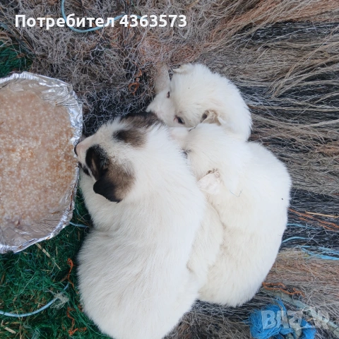 Продавам малки кученца ,караачанска овчарка ,2 мъжки и 2 женски